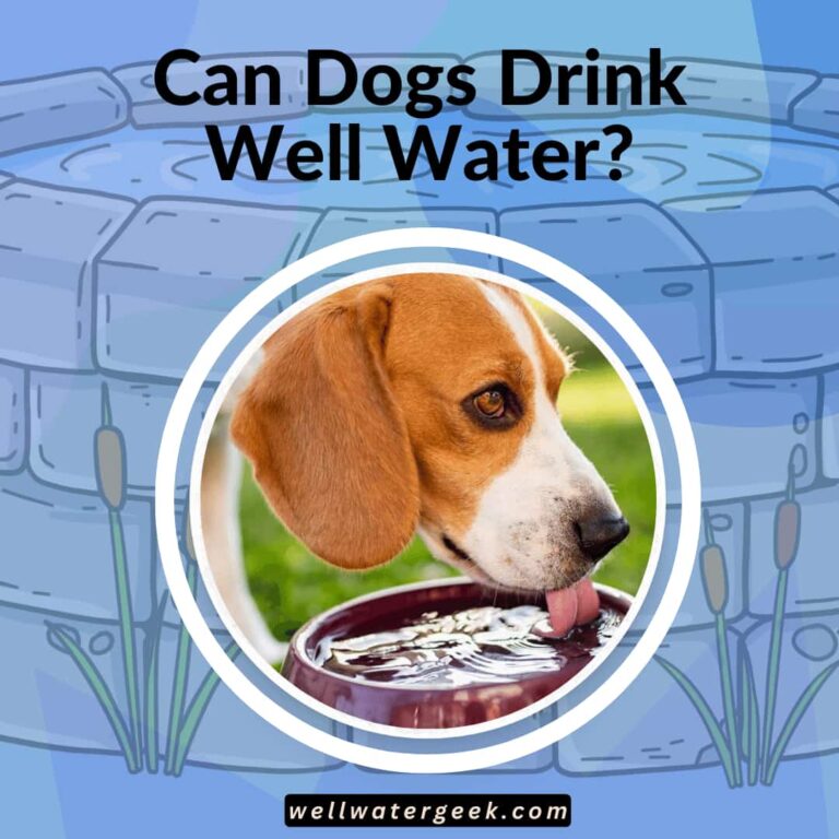 Can Dogs Drink Well Water?